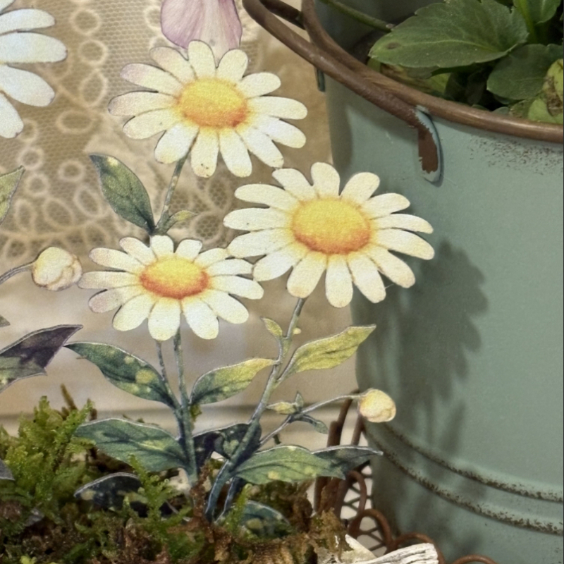 JUSTINLAU Daisy Bonsai Gardeni - Bonsai Garden Photos recension och pris